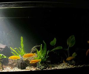 Studio Akwarystyki Aqua Dreams w Bydgoszczy to miejsce z wielką pasją