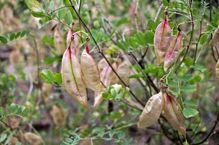 Moszenki południowe - Colutea arborescens
