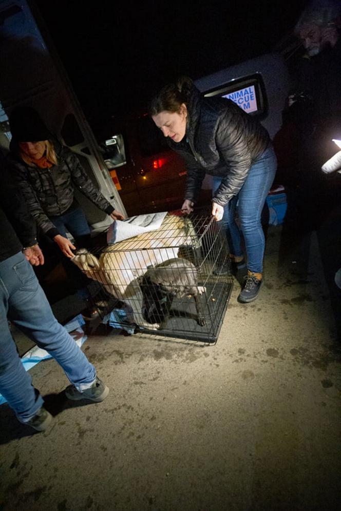 Od początku wojny ratowali prawie 600 zwierząt z Ukrainy