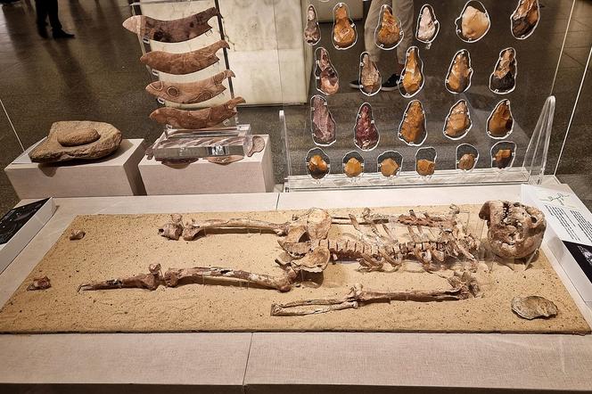 Tak wyglądał człowiek 30 tys. lat temu! Naukowcy odtworzyli twarz mężczyzny 