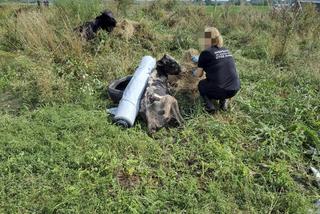Koszmar zwierząt na Mazurach. Krowy tarzały się w błocie, wiele z nich umierało w męczarniach