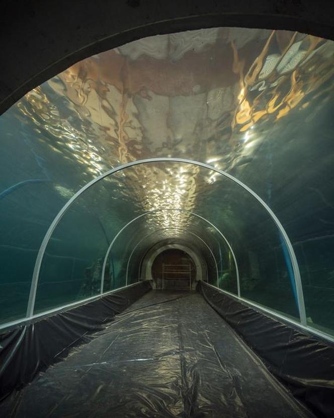 Podwodny tunel z basenem dla rekinów wypełniony wodą! Kiedy otwarcie łódzkiego Orientarium?