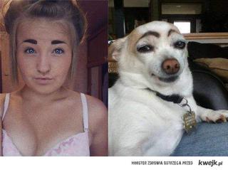 Pies z najbardziej oryginalnymi brwiami na świecie