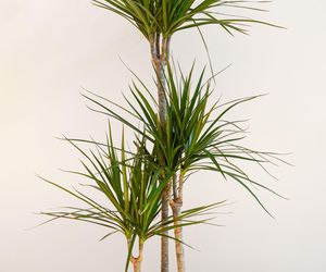 Dracena obrzeżona