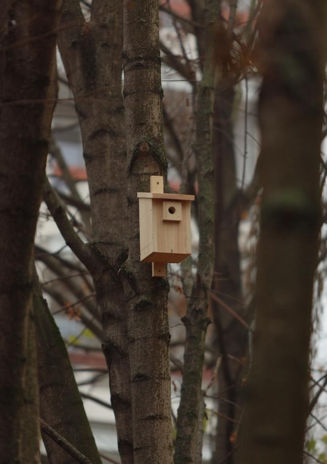 Leśny Korytarz na lubelskim Czechowie wzbogacił się o nowe drewniane elementy dla zwierząt