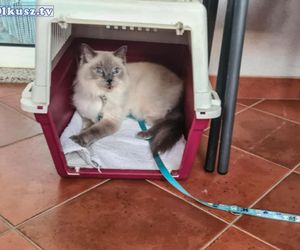  Olkusz. Zaginiona kotka Blue odnaleziona w Chorwacji. Przejechała w zderzaku ponad 1 000 kilometrów 