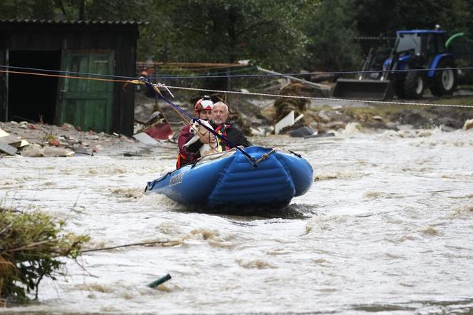 Zwierzęta domowe ratowane podczas powodzi