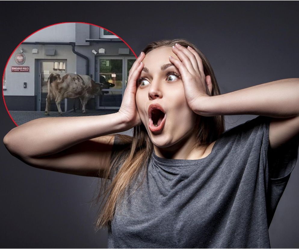 Nowy Żmigród. Krowa pod komisariatem policji