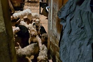  Dramat 39 psów w centrum miasta. Interweniowała policja