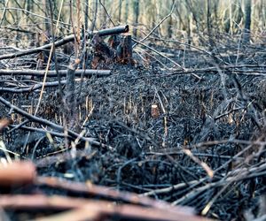 Pożar trzcinowiska nad jeziorem Dargin. Dwóch mężczyzn z zarzutami! Makabra na Mazurach