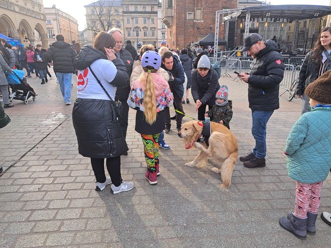 33. Finał WOŚP z grupą krakowskich Golden Retrieverów