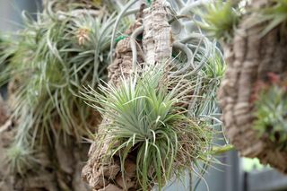 Tillandsia