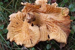 Chanterelle