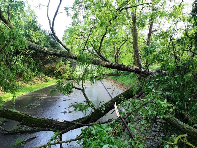Potężne burze nad Polską. Drzewa spadały na samochody, setki interwencji straży pożarnej 