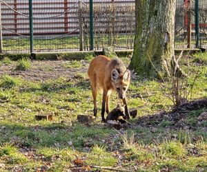 Wyjątkowe rozpoczęcie nowego roku w Śląskim Ogrodzie Zoologicznym. Na świat przyszły młode rzadkiego gatunku ZDJĘCIA