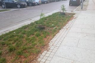 Nowe nasadzenia na Turzynie przegrały z psim moczem