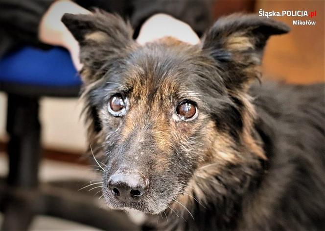 Orzesze: Opiekunowie zgotowali Fionce piekło. Wystające kości przebiły jej skórę! Serce pęka