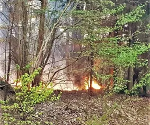 Najwyższy stopień zagrożenia pożarowego w lasach. Wchodząc do lasu należy zachować ostrożność 