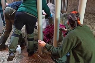 Nie żyje Diuna. Ulubienica poznaniaków