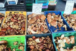Grzyby na łódzkich targowiskach. Jest ich pełno! Zobacz, ile kosztują [ZDJĘCIA]