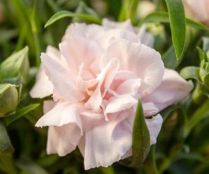 Goździk ogrodowy (Dianthus caryophyllus)