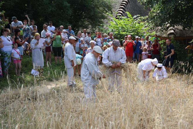 Tak wyglądało kiedyś żniwowanie na polskiej wsi