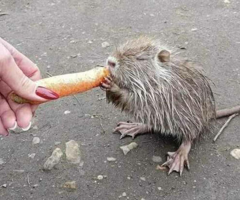 Nutrie z Rybnika uratowane. GDOŚ wydał zgodę dla jednego podmiotu