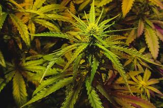 Rozdają marihuanę! Konsumenci dostają roślinę wysokiej jakości