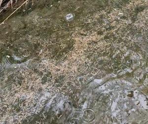 Rzeka Drwinka w Krakowie została zatruta? Zielona woda i fetor. MPEC odpiera zarzuty aktywistów 
