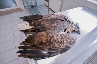 Piękne ptaki zostały otrute! Sprawcą jest człowiek