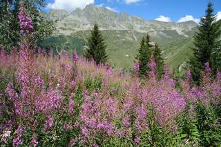 Wierzbówka kiprzyca