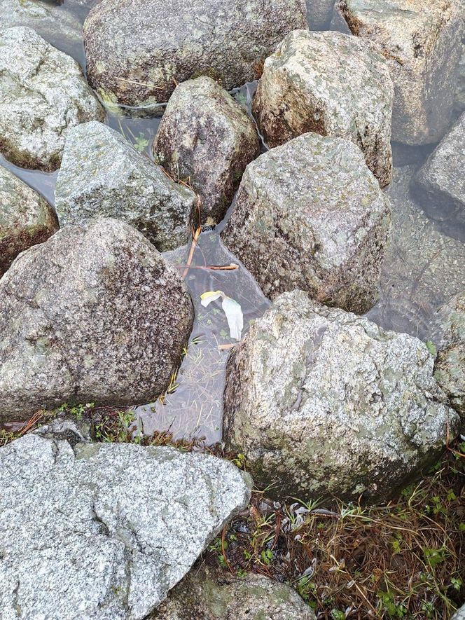 Morskie Oko zaśmiecone jak nigdy. To sprawka turystów. TPN opublikował zdjęcia.