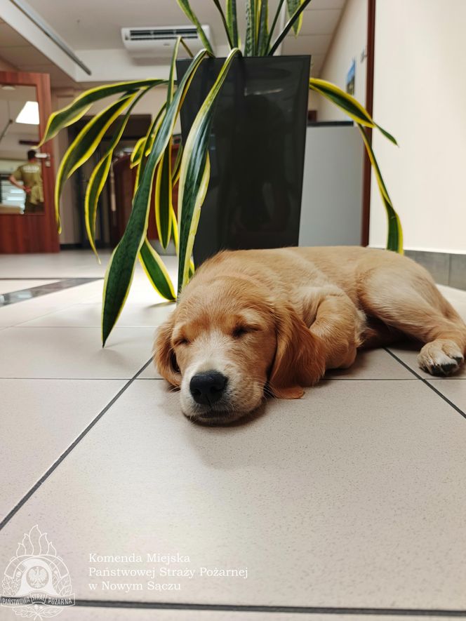 Wygląda jak maskotka, a będzie bohaterem. Strażacy mają nowego psa ratowniczego