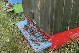 Paweł Kukiz ucierpiał. Pokazał opuchniętą dłoń