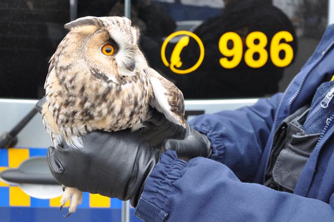 Interwencje Eko Patrolu w Warszawie