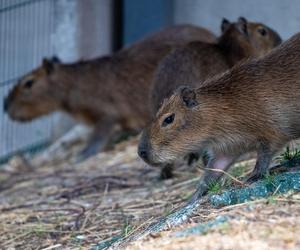 Kapibary przejmują łódzkie ZOO! Do dwóch samic dołączył samiec