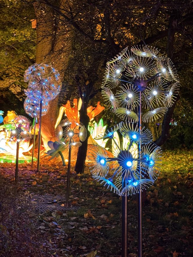 Garden of Lights we Wrocławiu