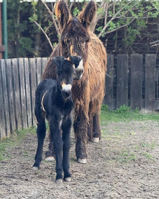 Nowy mieszkaniec zoo w Wojciechowie. To osiołek poitou