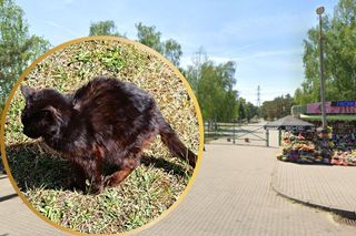 Na bydgoskim cmentarzu żyją koty. Bydgoszczanka chciała pomóc temu w najgorszym stanie. Odbiła się od ściany 