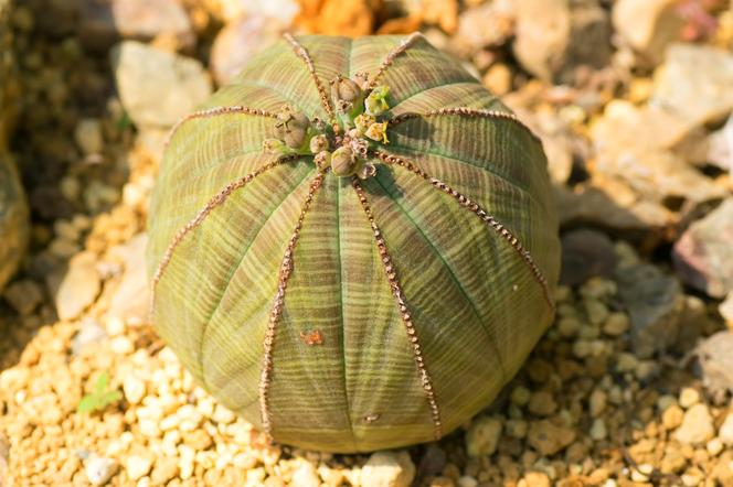 4. Wilczomlecz opasły (Euphorbia Obesa)