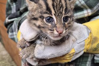 Taraje urodziły się w toruńskim zoo. Fenomen na skalę światową