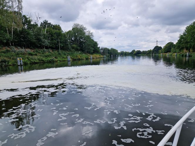 Złota alga zaatakowała Kanał Gliwicki we wrześniu 2025 roku