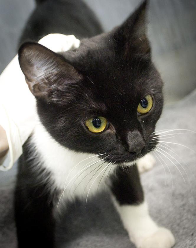 Koty czekają na adopcję