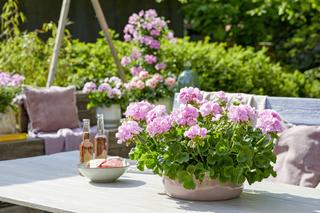 Pelargonie na tarasie