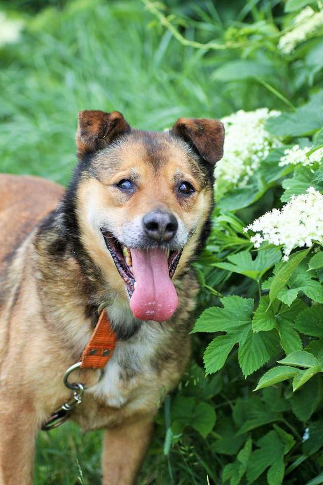 Andruk czeka na nowy dom. Adoptuj psa ze schroniska w Białymstoku