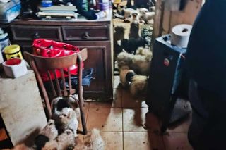 Koszmar w nielegalnej hodowli psów. Prawie 40 zwierząt w skandalicznych warunkach!