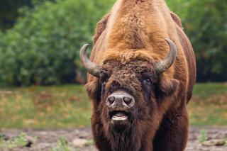 Żubr wziął mnie na rogi