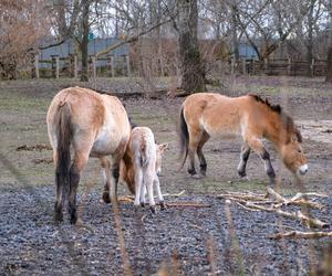 Klaczka konia Przewalskiego z matką Pimą w warszawskim ZOO