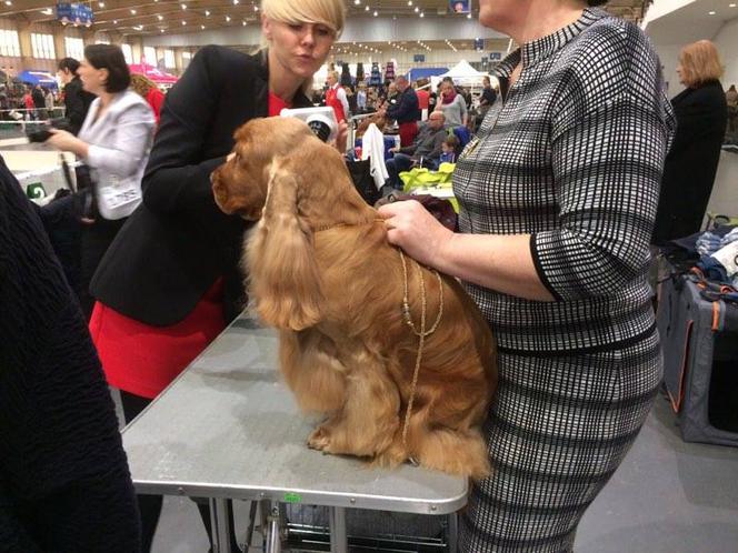 Wystawa Psów Rasowych w Poznaniu 2016