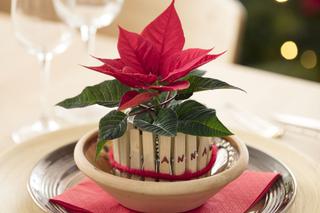 Miniaturowe poinsecje w oryginalnych osłonkach w dekoracji świątecznego stołu